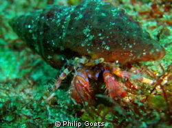 Blue Face Hermet Crab by Philip Goets 